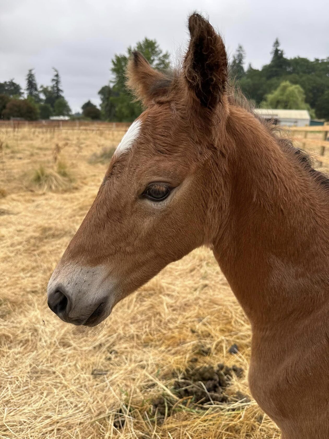 Glenda baby Artemis