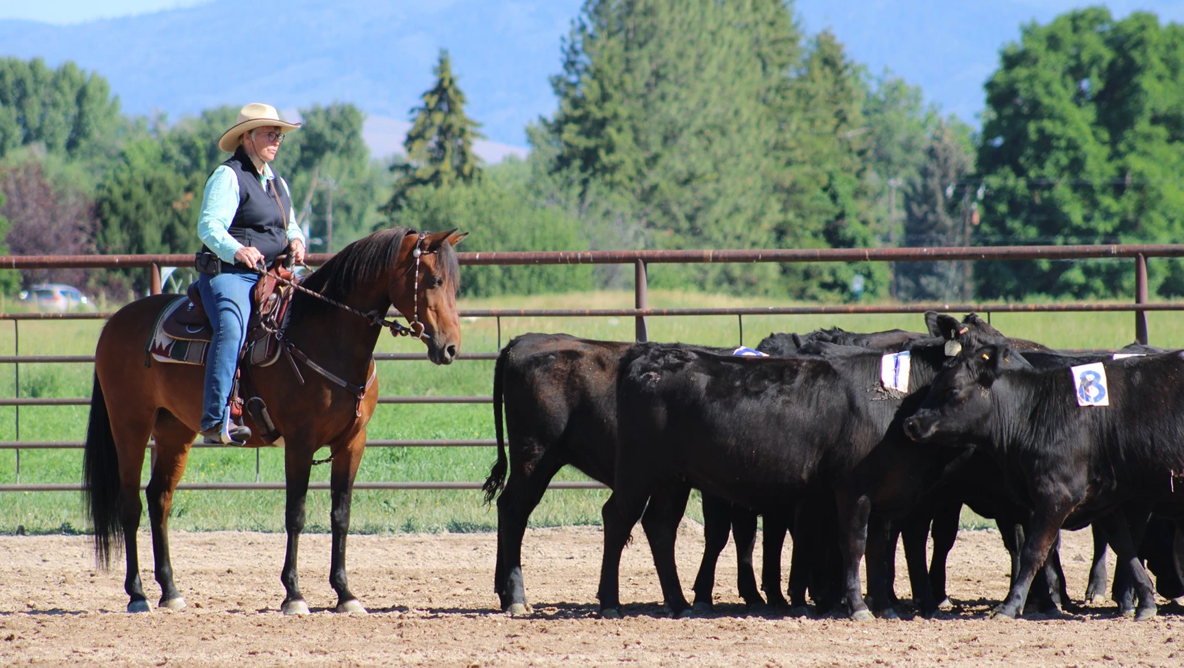 Cattle Trial CNC Missoula Yin Chang'e - 1 Cattle Trial CNC Missoula Yin Chang'e