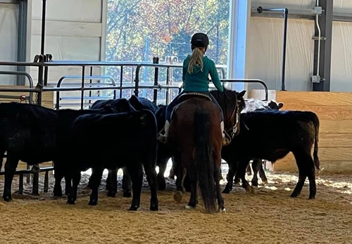 USAWE Youth working cows USAWE Youth working cows